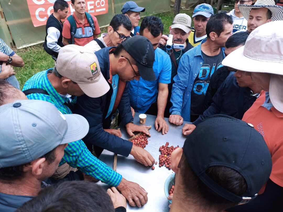 Dinamizar la economía convencionista, a través  de cafés de calidad enfatizando en el empalme generacional