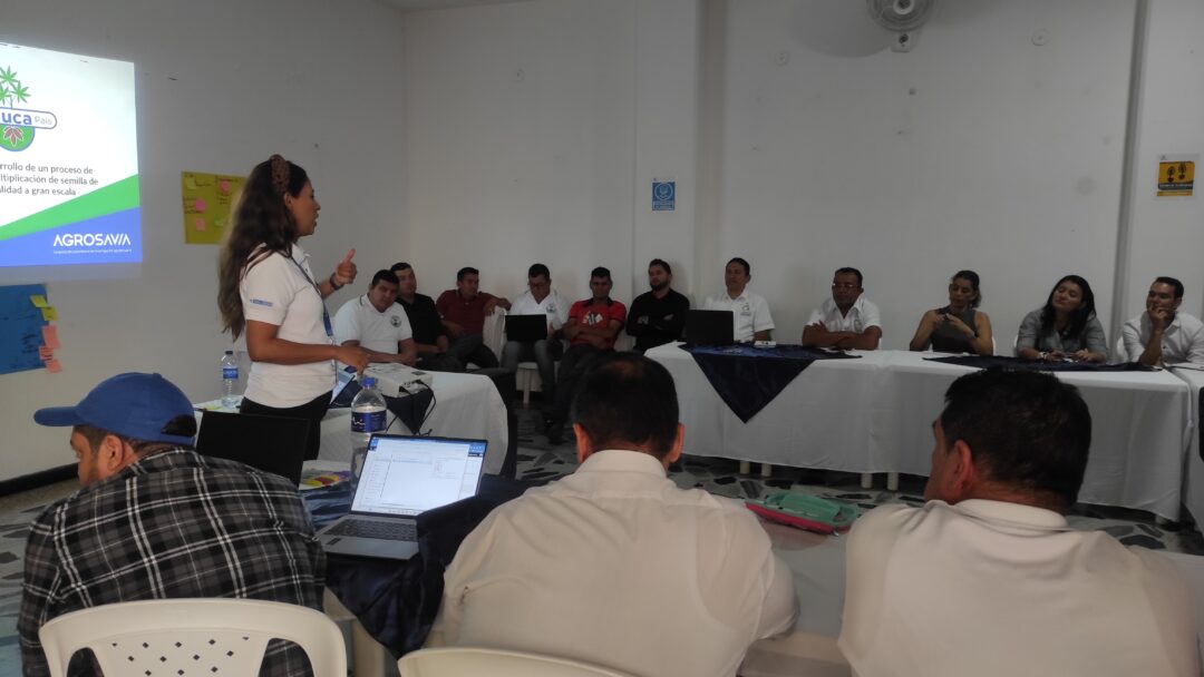 Cultivo de yuca, una siembra de tradición y oportunidades comerciales