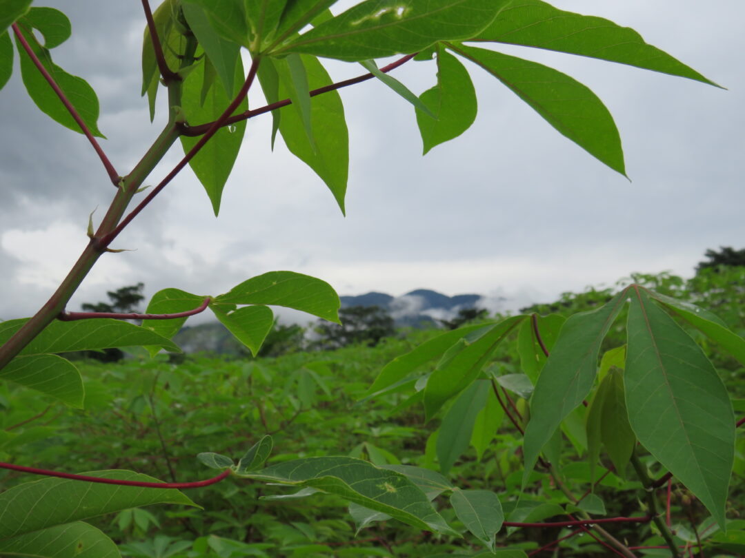 Sembrar y comer yuca, más que una tradición, un reconocimiento agrícola para El Tarra