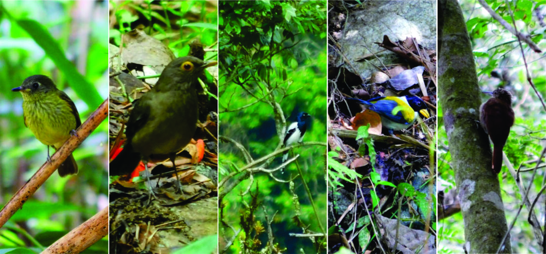 Asociación comunitaria en Ocaña, es garante de que las especies reducidas continúen habitando