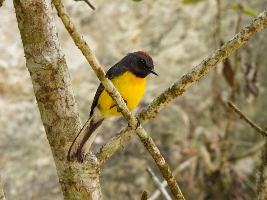 Ocaña es sinónimo del turismo de naturaleza