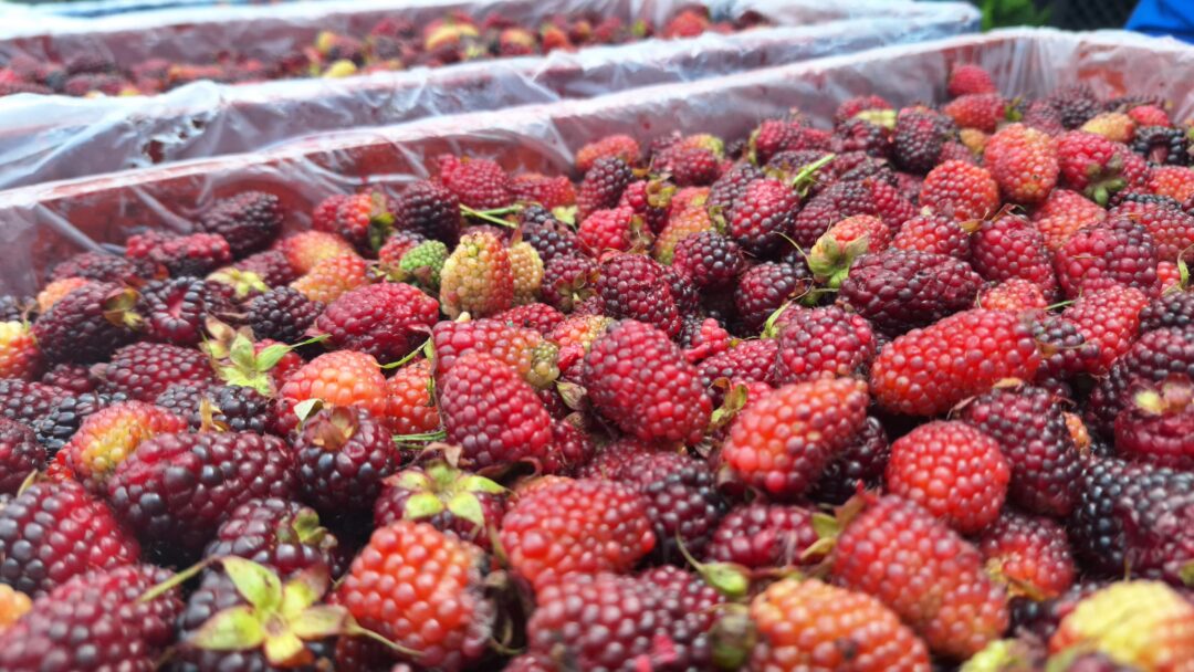 El sabor de la mora cachirense se disfruta en jugos de reconocida marca colombiana.