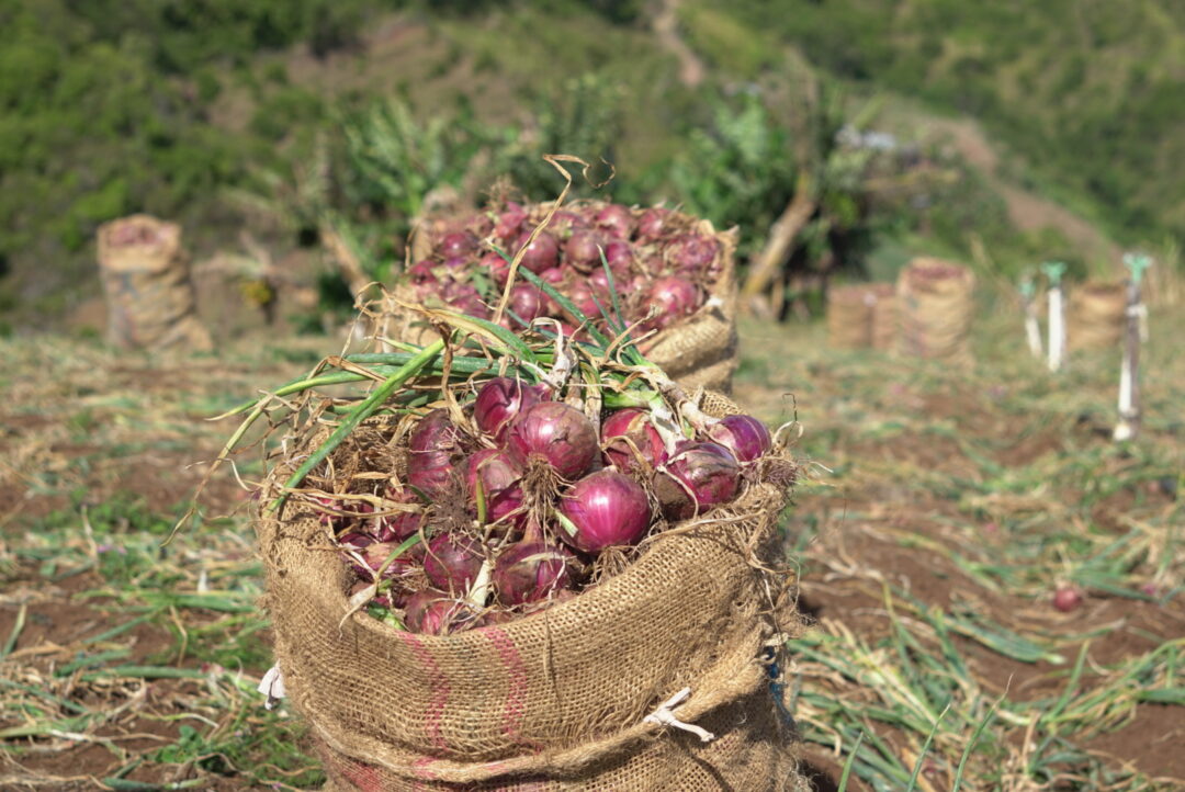Los Sánchez, cien años de herencia y tradición en el Catatumbo colombiano